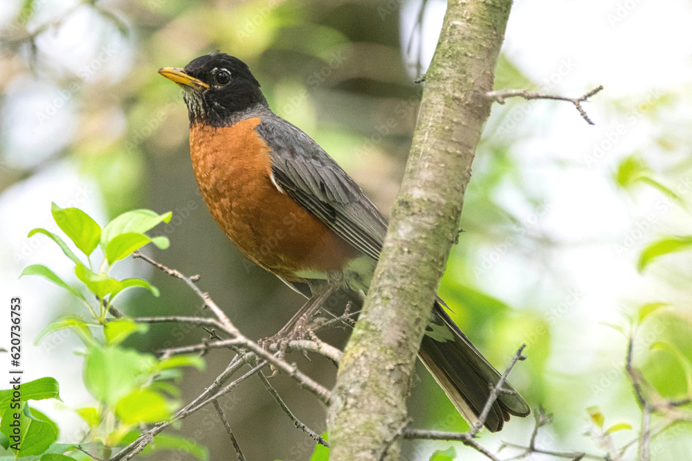 American Robin American Robin