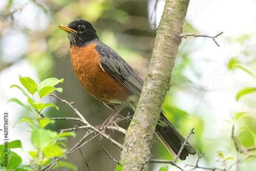 American Robin