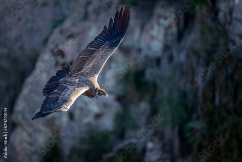 Condor Andino, vultur gryphus photo