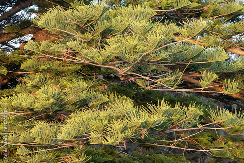 Close up of Norfolk Island Pine Tree photo