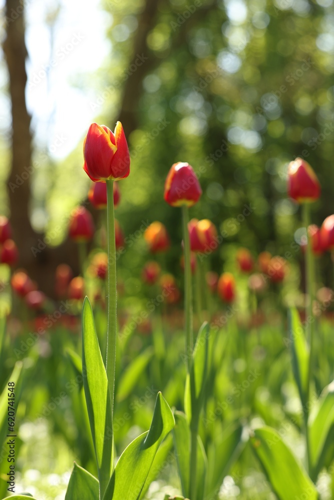 Beautiful bright tulips growing outdoors on sunny day Beautiful bright tulips growing outdoors on sunny day