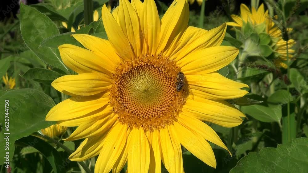 Sonnenblume mit Biene Sonnenblume mit Biene