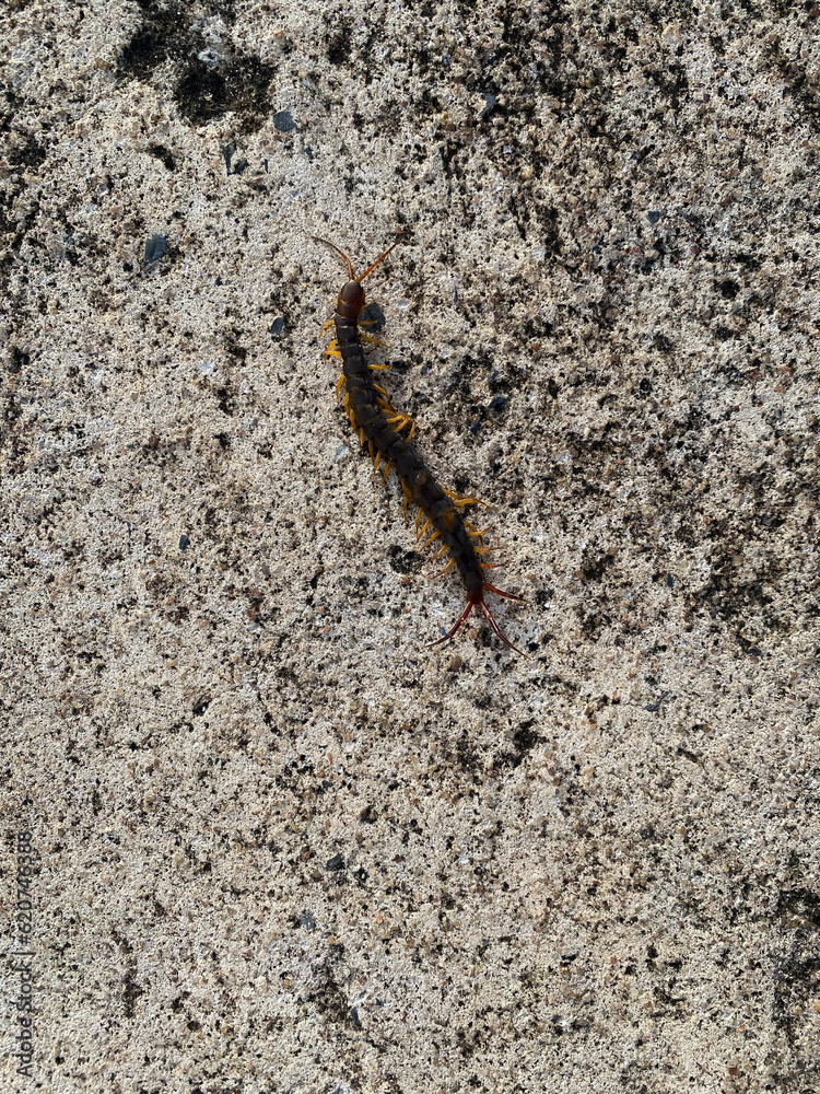 A centipede is dead on the concrete road A centipede is dead on the concrete road