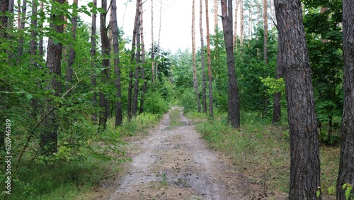 Road in pine forest