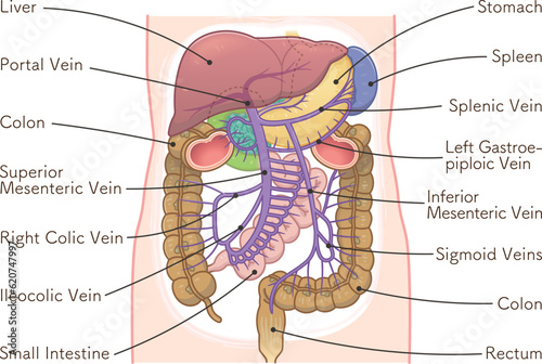 liver,spleen,portal vein,duodenum,stomach,colon,illustration