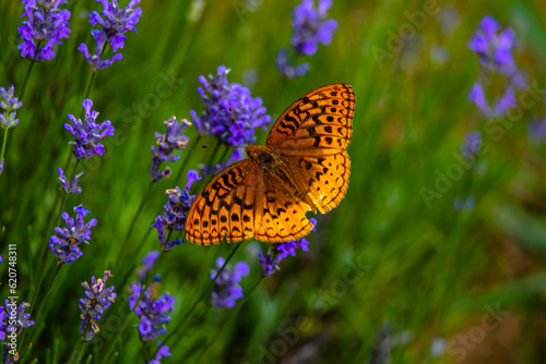 Butterfly in the lavender field