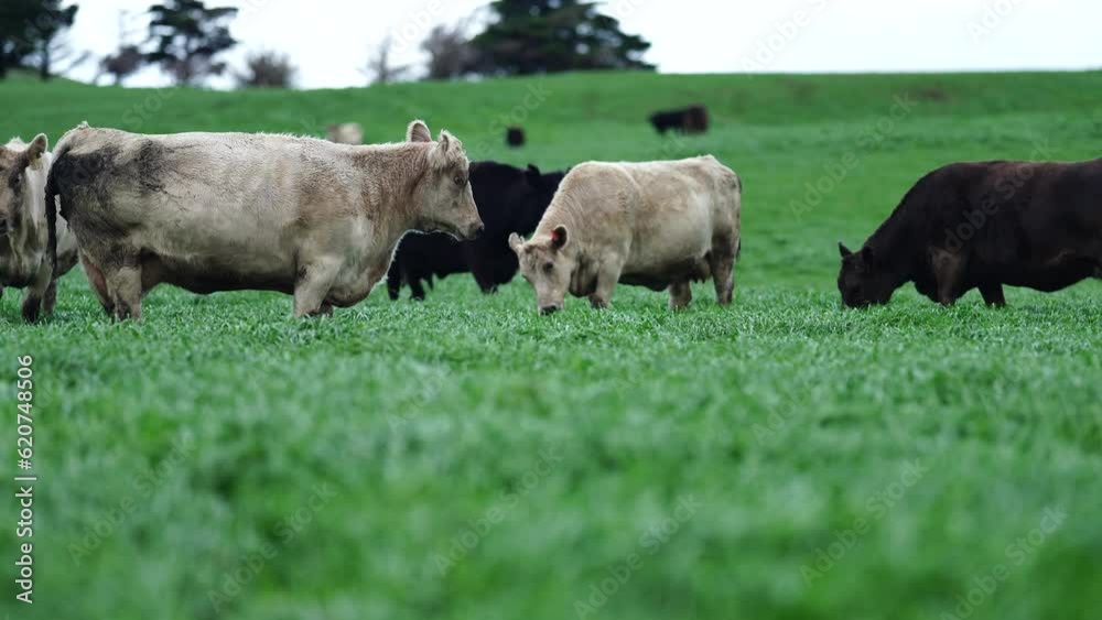 cows in a field, cow eating grass. angus livestock grazing on pasture cows in a field, cow eating grass. angus livestock grazing on pasture