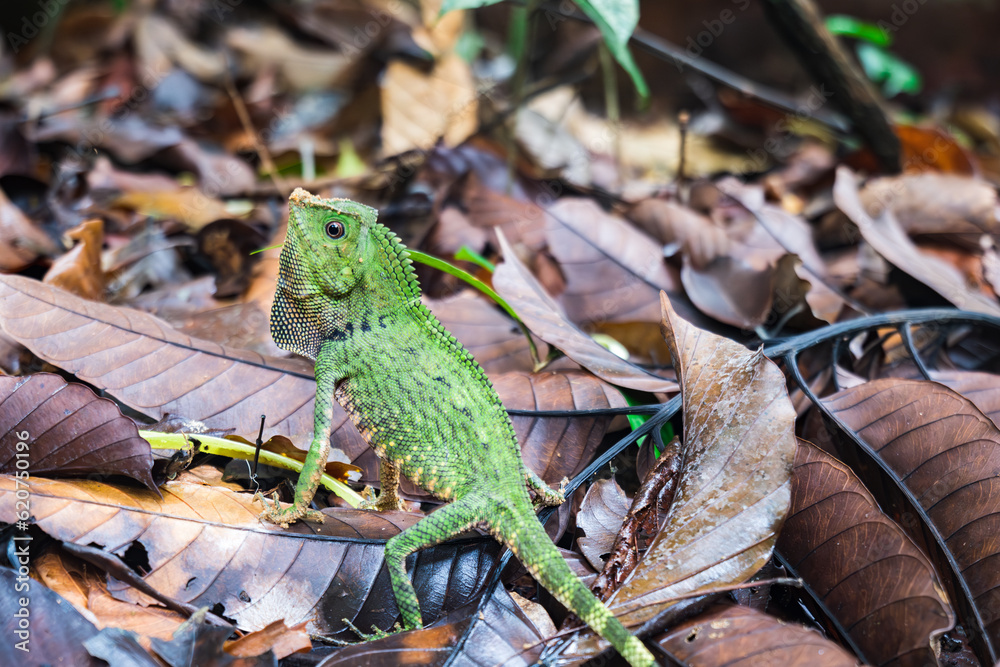 Obraz premium Borneo forest dragon or Borneo anglehead lizard, endemic reptilian species to Borneo. 