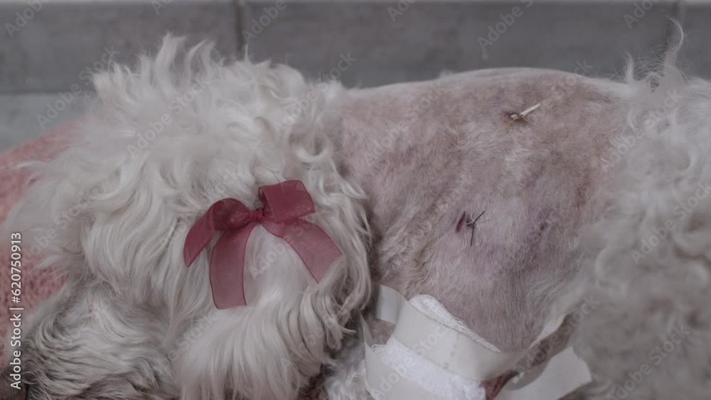 Perro herido por una mordida de un perro grande.