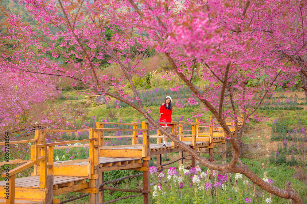 sakura flower and landscape