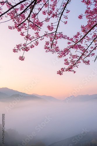 Photography sakura flower and landscape