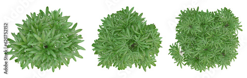 Set of palm trees on top view isolated on transparent background, 3d render illustration.