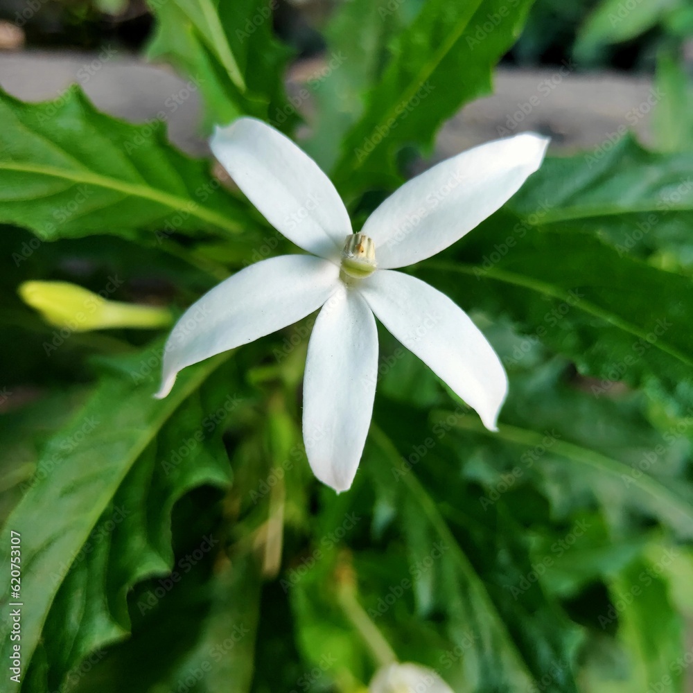 STAR OF BETHLEHEM FLOWER STAR OF BETHLEHEM FLOWER