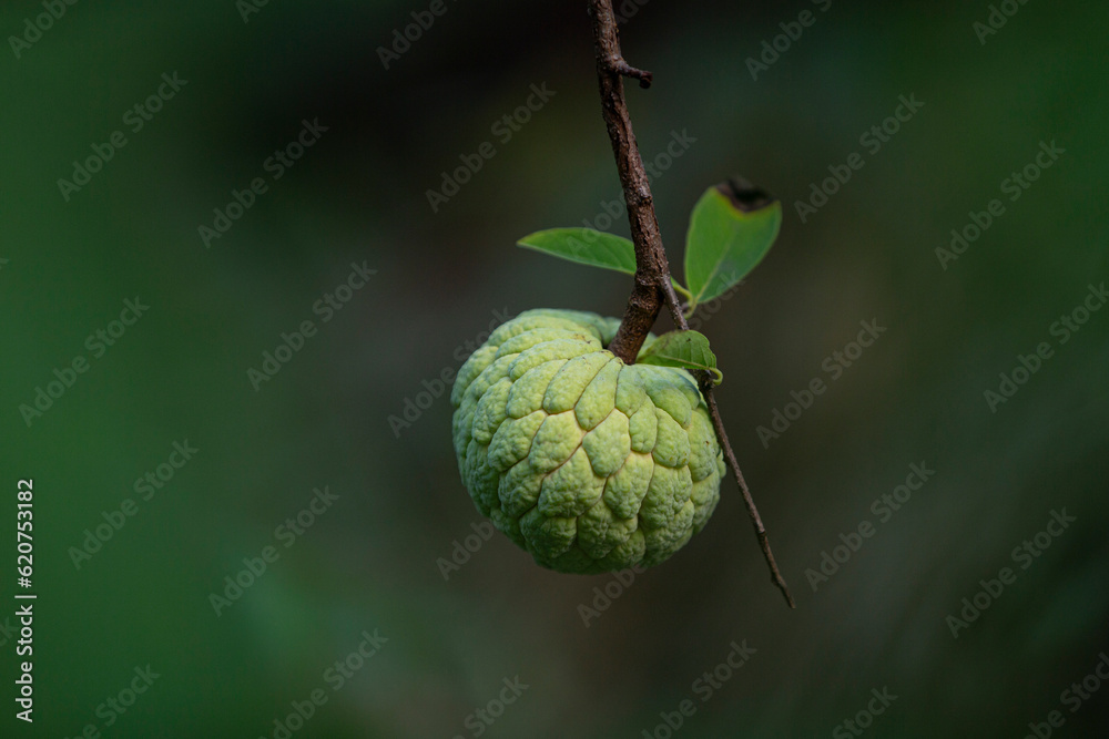 Custard apple fruit on tree in the rainforest, Thailand. Custard apple fruit on tree in the rainforest, Thailand.