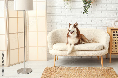 Cute Husky dog lying on sofa in living room photo