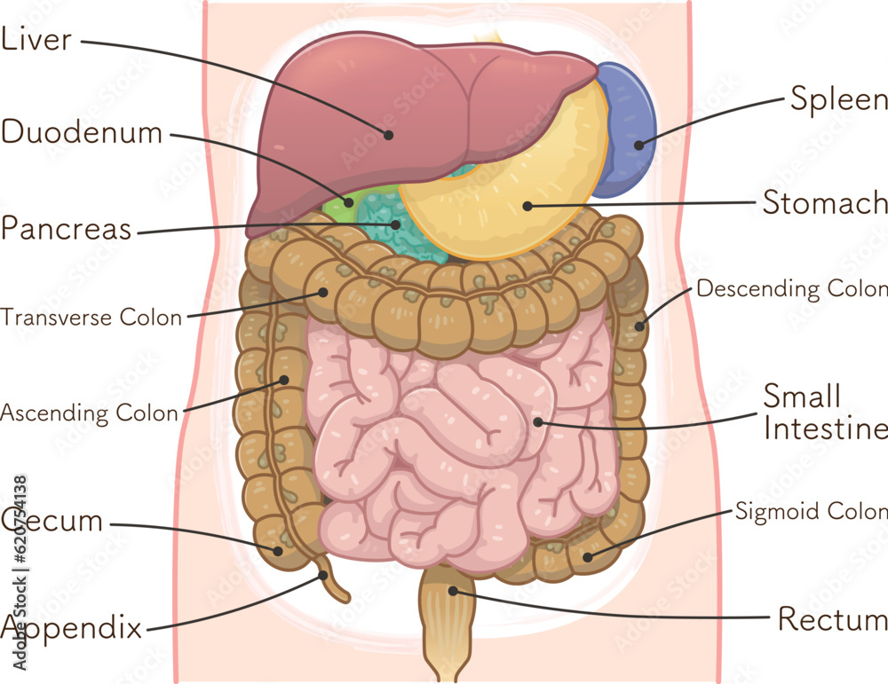 colon broom diet guide