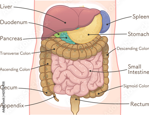 liver,stomach,colon,spleen,pancreas,small intestine,illustration photo
