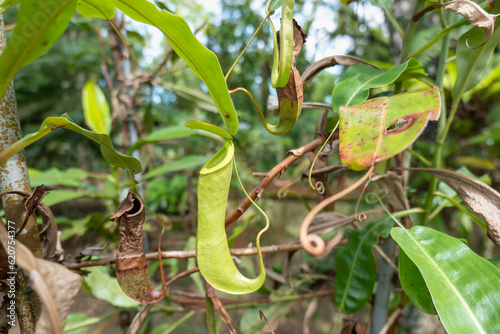 Pitcher plants in the Borneo rainforest jungle climate