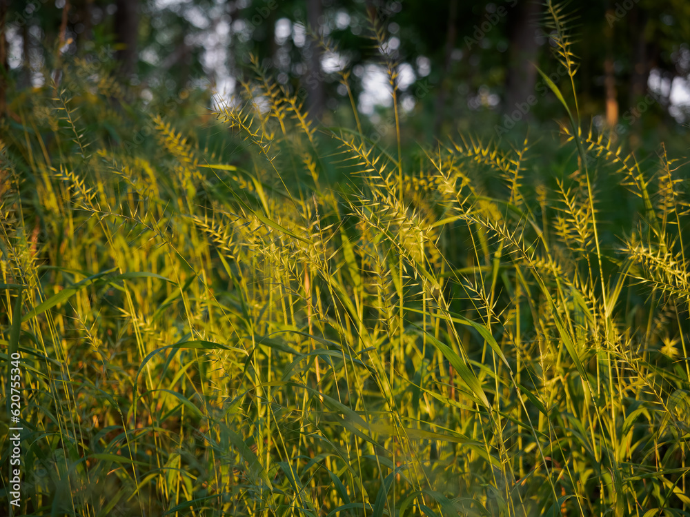 Sunlit Field of Eastern Bottlebrush Grass or Elymus Hystrix in Minnesota