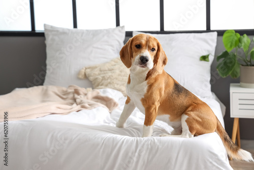 Cute Beagle dog in bedroom