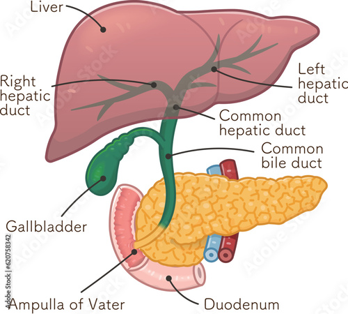 liver,gallbladder,pancreas,illustration