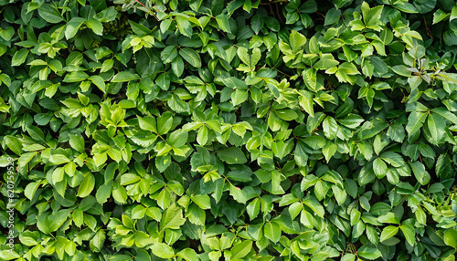 foliage plant background. hedge wall of green leaves. © Uuganbayar