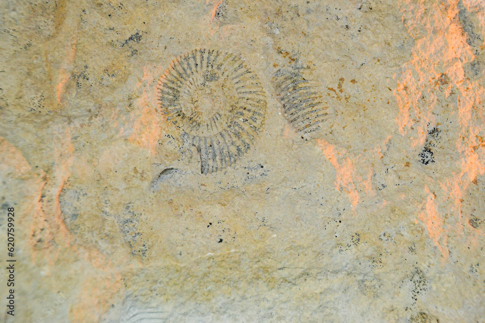 fossil trilobite imprint in the sediment. 3.6 Billion Year old Trilobite