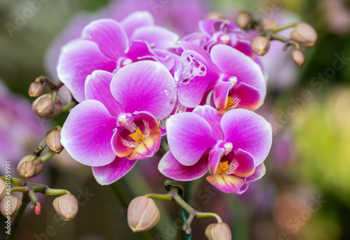 Close up of beautiful Orchids flowers growing in garden. Orchids are perennial herbs and feature unusual bilaterally symmetric flowers.