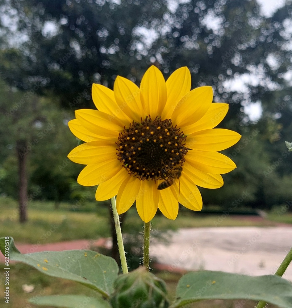 Fototapeta premium sunflower in the garden