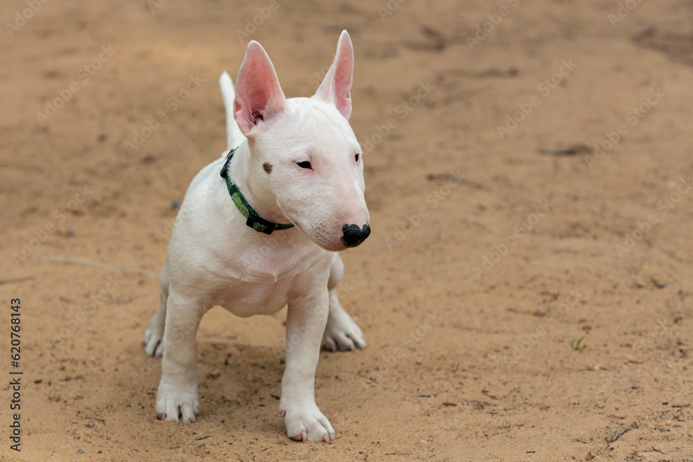 A white Bull Terrier puppy is playing on the sand.