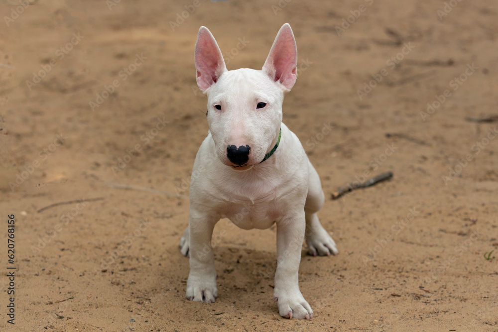 A white Bull Terrier puppy is playing on the sand. A white Bull Terrier puppy is playing on the sand.