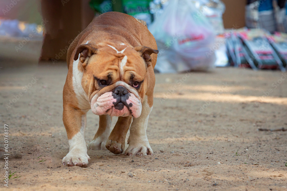 Obraz premium English bulldog walking down the street