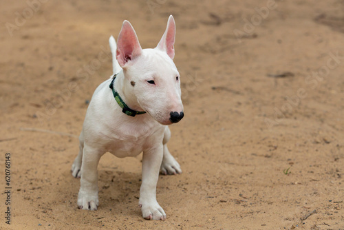 A white Bull Terrier puppy is playing on the sand. © Andrey