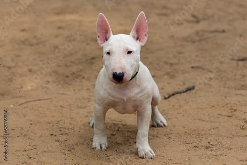 Print op canvas A white Bull Terrier puppy is playing on the sand.