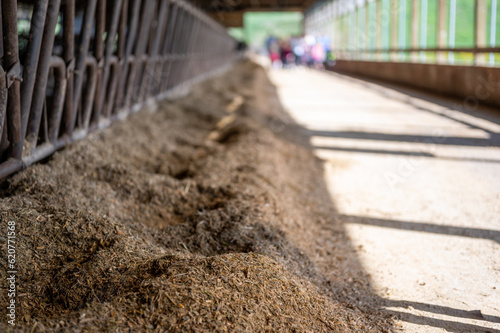 Row of silage in a dairy barn with stanchions. for cattle to eat through. 