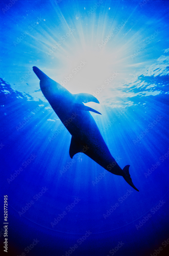 Fototapeta premium Atlantic Spotted Dolphins