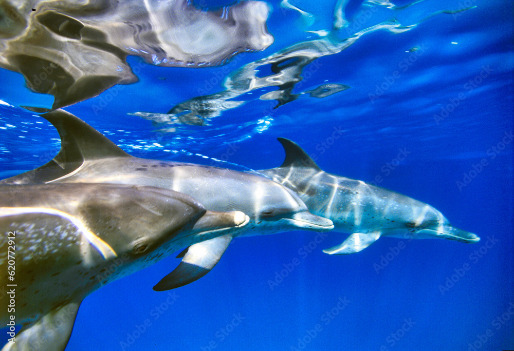 Naklejka premium Atlantic Spotted Dolphins