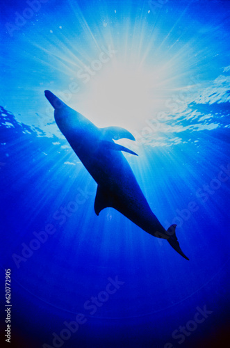 Atlantic Spotted Dolphins © Greg