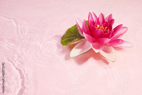 A beautiful pink waterlily or lotus flower in pink water. Spa and cosmetic concept background