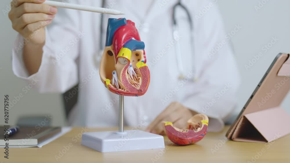 Doctor with human Heart anatomy model and tablet. Cardiovascular ...
