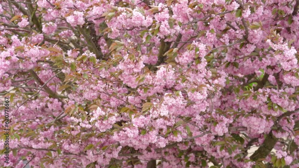 Beautiful Scene of Pink Petals Falling From Gust Wind at Cherry Blossoms in Spring Full Bloom Beautiful Scene of Pink Petals Falling From Gust Wind at Cherry Blossoms in Spring Full Bloom