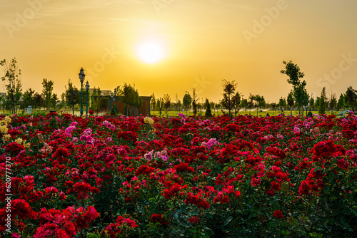 City park in early summer or spring with red blooming roses on a foreground and cloudy sky on a sunset or sunrise at summertime. photo