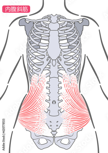 女性の内腹斜筋