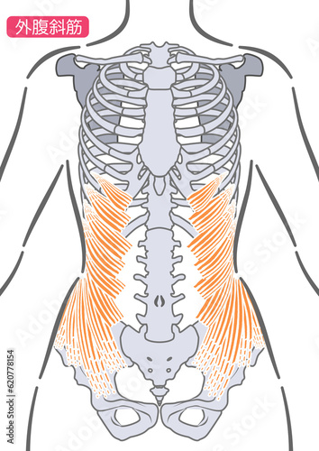 女性の外腹斜筋