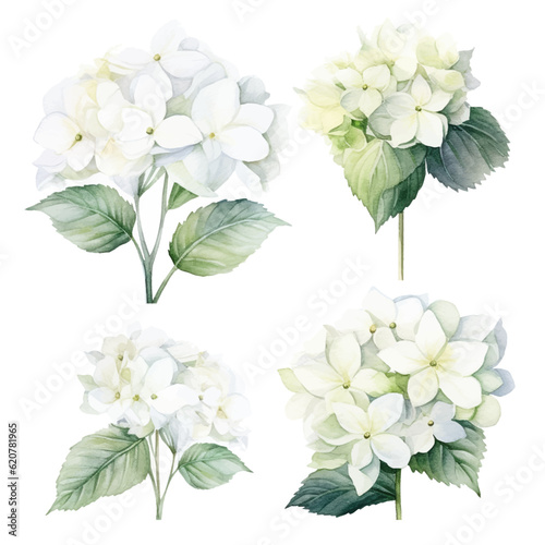 Set of white floral watecolor. Hydrangea flowers and leaves. Floral poster, invitation floral. Vector arrangements for greeting card or invitation design	