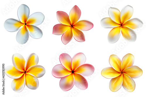 frangipani  plumeria flowers collection isolated on transparent background