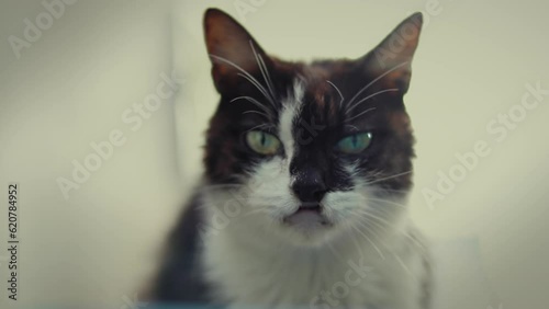 Cat with a Cleft Lip in an Animal Shelter photo
