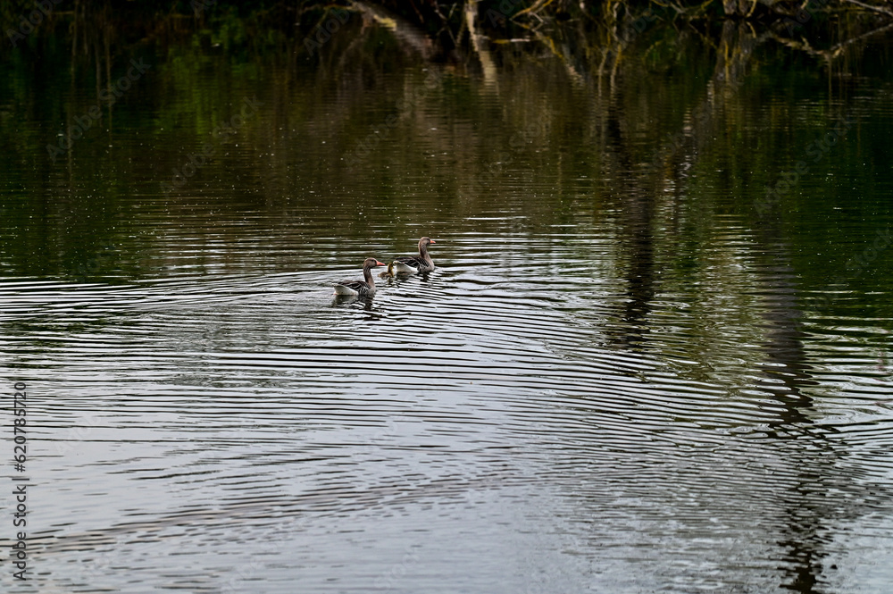 Zwei Graugänse (Anser anser) schwimmen über einen Teich im Vogelschutzgebiet NSG Garstadt bei Heidenfeld, Schweinfurt, Franken, Bayern, Deutschland Zwei Graugänse (Anser anser) schwimmen über einen Teich im Vogelschutzgebiet NSG Garstadt bei Heidenfeld, Schweinfurt, Franken, Bayern, Deutschland