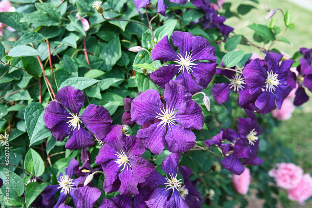 花びらに筋が入っている発色の美しい紫色のクレマチス 花びらに筋が入っている発色の美しい紫色のクレマチス