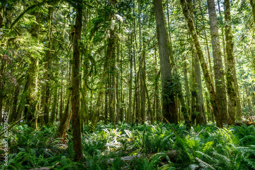 Lush green trees and ferns in the Hoh rainforest  Washington